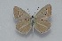  ( - MLIB-2594)  @11 [ ] CreativeCommons - Attribution Non-Commercial Share-Alike (2019) Frédéric Carbonell Centre for Biodiversity Genomics