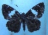  ( - MLIB-1188)  @12 [ ] CreativeCommons - Attribution (2013) Michel Libert Centre for Biodiversity Genomics