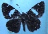  ( - MLIB-1189)  @12 [ ] CreativeCommons - Attribution (2013) Michel Libert Centre for Biodiversity Genomics