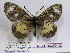  ( - BC-MNHNJP0412)  @14 [ ] Copyright (2010) Unspecified Museum National d`Histoire Naturelle, Paris