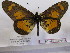  ( - BC-MNHNJP0414)  @11 [ ] Copyright (2010) Unspecified Museum National d`Histoire Naturelle, Paris