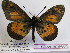  ( - BC-MNHNJP0415)  @13 [ ] Copyright (2010) Unspecified Museum National d`Histoire Naturelle, Paris