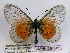  (Acraea quirina - BC-MNHNJP0421)  @14 [ ] Copyright (2010) Unspecified Museum National d`Histoire Naturelle, Paris