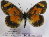  (Acraea goetzei - BC-MNHNJP0422)  @14 [ ] Copyright (2010) Unspecified Museum National d`Histoire Naturelle, Paris