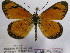  ( - BC-MNHNJP0424)  @13 [ ] Copyright (2010) Unspecified Museum National d`Histoire Naturelle, Paris