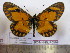  (Acraea rangatana ecketti - BC-MNHNJP0576)  @13 [ ] Copyright (2010) Unspecified Museum National d`Histoire Naturelle, Paris