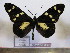  (Acraea oreas - BC-MNHNJP0580)  @14 [ ] Copyright (2010) Unspecified Museum National d`Histoire Naturelle, Paris