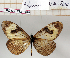  ( - BC-MNHNJP1240)  @11 [ ] Copyright (2021) Dominique BERNAUD Museum national d'Histoire naturelle