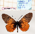  (Acraea asboloplintha - BC-MNHNJP1305)  @11 [ ] Copyright (2021) Dominique BERNAUD Museum national d'Histoire naturelle