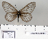  ( - BC-MNHNJP0668)  @11 [ ] Copyright (2011) Dominique Bernaud Research Collection of Dominique Bernaud