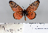  (Acraea oncaea - BC-MNHNJP0699)  @14 [ ] Copyright (2011) Dominique Bernaud Research Collection of Dominique Bernaud