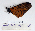  ( - BC-MNHNJP0794)  @12 [ ] Copyright (2011) Dominique Bernaud Research Collection of Dominique Bernaud