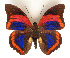  ( - BC-MNHNJP1187)  @11 [ ] CreativeCommons - Attribution (2015) CreativeCommons Muséum national d'Histoire Naturelle, Paris
