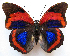  (Prepona buckleyana - BC-MNHNJP1188)  @14 [ ] CreativeCommons - Attribution (2015) CreativeCommons Muséum national d'Histoire Naturelle, Paris