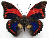  (Prepona praeneste - BC-MNHNJP1189)  @11 [ ] CreativeCommons - Attribution (2015) CreativeCommons Muséum national d'Histoire Naturelle, Paris