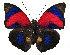  ( - BC-MNHNJP1200)  @15 [ ] CreativeCommons - Attribution (2015) CreativeCommons Muséum national d'Histoire Naturelle, Paris