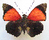  ( - BC-MNHNJP1207)  @11 [ ] CreativeCommons - Attribution (2015) CreativeCommons Muséum national d'Histoire Naturelle, Paris