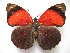  ( - BC-MNHNJP1208)  @11 [ ] CreativeCommons - Attribution (2015) CreativeCommons Muséum national d'Histoire Naturelle, Paris