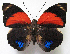  ( - BC-MNHNJP1212)  @11 [ ] CreativeCommons - Attribution (2015) CreativeCommons Muséum national d'Histoire Naturelle, Paris