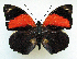  (Prepona boliviensis - BC-MNHNJP1213)  @13 [ ] CreativeCommons - Attribution (2015) CreativeCommons Muséum national d'Histoire Naturelle, Paris