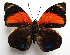  ( - BC-MNHNJP1215)  @13 [ ] CreativeCommons - Attribution (2015) CreativeCommons Muséum national d'Histoire Naturelle, Paris