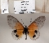  ( - BC-MNHNJP1340)  @11 [ ] Copyright (2022) Dominique BERNAUD Museum national d'Histoire naturelle