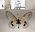  ( - BC-MNHNJP1341)  @11 [ ] Copyright (2022) Dominique BERNAUD Museum national d'Histoire naturelle