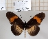  ( - BC-MNHNJP1360)  @11 [ ] Copyright (2022) Dominique BERNAUD Museum national d'Histoire naturelle
