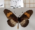  ( - BC-MNHNJP1360)  @11 [ ] Copyright (2022) Dominique BERNAUD Museum national d'Histoire naturelle