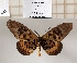  ( - BC-MNHNJP1361)  @11 [ ] Copyright (2022) Dominique BERNAUD Museum national d'Histoire naturelle