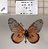  ( - BC-MNHNJP1367)  @11 [ ] Copyright (2022) Dominique BERNAUD Museum national d'Histoire naturelle