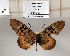  ( - BC-MNHNJP1371)  @11 [ ] Copyright (2022) Dominique BERNAUD Museum national d'Histoire naturelle