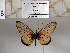  ( - BC-MNHNJP1392)  @11 [ ] Copyright (2022) Dominique BERNAUD Museum national d'Histoire naturelle