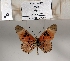  ( - BC-MNHNJP1404)  @11 [ ] Copyright (2022) Dominique BERNAUD Museum national d'Histoire naturelle