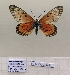  ( - BC-MNHNJP1440)  @11 [ ] Copyright (2022) Dominique BERNAUD Museum national d'Histoire naturelle
