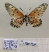  ( - BC-MNHNJP1440)  @11 [ ] Copyright (2022) Dominique BERNAUD Museum national d'Histoire naturelle