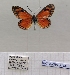  ( - BC-MNHNJP1441)  @11 [ ] Copyright (2022) Dominique BERNAUD Museum national d'Histoire naturelle
