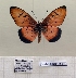  ( - BC-MNHNJP1460)  @11 [ ] Copyright (2022) Dominique BERNAUD Museum national d'Histoire naturelle