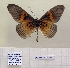  ( - BC-MNHNJP1467)  @11 [ ] Copyright (2022) Dominique BERNAUD Museum national d'Histoire naturelle
