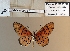  ( - BC-MNHNJP1489)  @11 [ ] Copyright (2022) Dominique BERNAUD Museum national d'Histoire naturelle