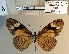  ( - BC-MNHNJP1504)  @11 [ ] Copyright (2022) Dominique BERNAUD Museum national d'Histoire naturelle