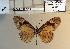  ( - BC-MNHNJP1506)  @11 [ ] Copyright (2022) Dominique BERNAUD Museum national d'Histoire naturelle
