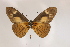  ( - BC-MNHNJP0291)  @14 [ ] Copyright (2010) Unspecified Museum National d`Histoire Naturelle, Paris