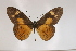  ( - BC-MNHNJP0291)  @14 [ ] Copyright (2010) Unspecified Museum National d`Histoire Naturelle, Paris
