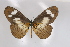  ( - BC-MNHNJP0292)  @13 [ ] Copyright (2010) Unspecified Museum National d`Histoire Naturelle, Paris