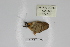  ( - BC-MNHNJP0302)  @12 [ ] Copyright (2010) Unspecified Museum National d`Histoire Naturelle, Paris