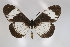  ( - BC-MNHNJP0323)  @14 [ ] Copyright (2010) Unspecified Museum National d`Histoire Naturelle, Paris