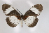  ( - BC-MNHNJP0323)  @14 [ ] Copyright (2010) Unspecified Museum National d`Histoire Naturelle, Paris