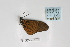  ( - BC-MNHNJP0343)  @12 [ ] Copyright (2010) Unspecified Museum National d`Histoire Naturelle, Paris