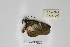  ( - BC-MNHNJP0375)  @13 [ ] Copyright (2010) Unspecified Museum National d`Histoire Naturelle, Paris